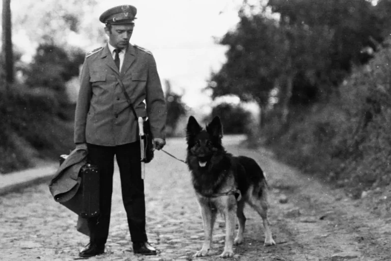 kadr z serialu Przygody psa cywila